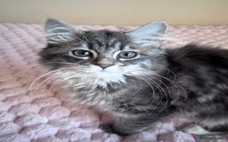 Maine Coon cats for sale: Maine Coon Kitten  - Image 13