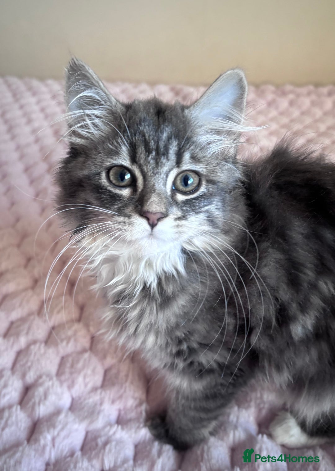 Maine Coon cats for sale: Maine Coon Kitten  - Image 13