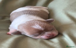 Chihuahua dogs for sale: 🩷 smooth coat chihuahua girls for you🩷  - Image 8