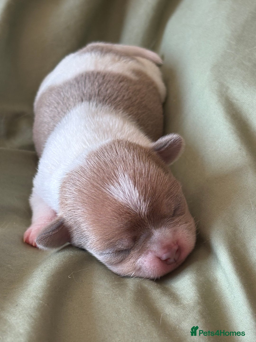 Chihuahua dogs for sale: 🩷 smooth coat chihuahua girls for you🩷  - Image 8