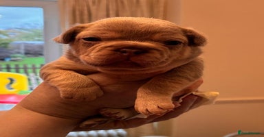 French Bulldog dogs KC Registered French Bulldog Puppies - Advert 7