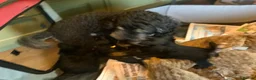 Schnoodle dogs for sale: Happy confident Schnoodle puppies  - Advert 23