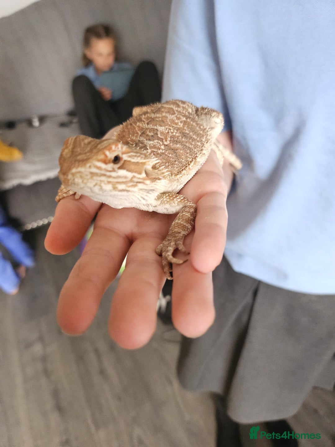 Bearded Dragon reptiles for sale: Bearded dragons  - Image 2