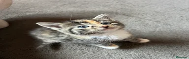 Mixed Breed Kitten 1
