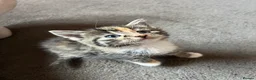 Mixed Breed cats for sale: 🐾 Gorgeous Blue-Eyed Kittens 🐾 in Halesowen - Advert 2