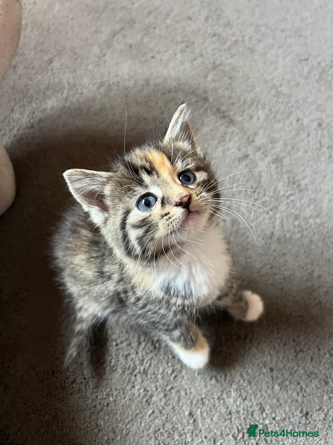 Mixed Breed cats for sale: 🐾 Gorgeous Blue-Eyed Kittens 🐾 in Halesowen - Advert 2