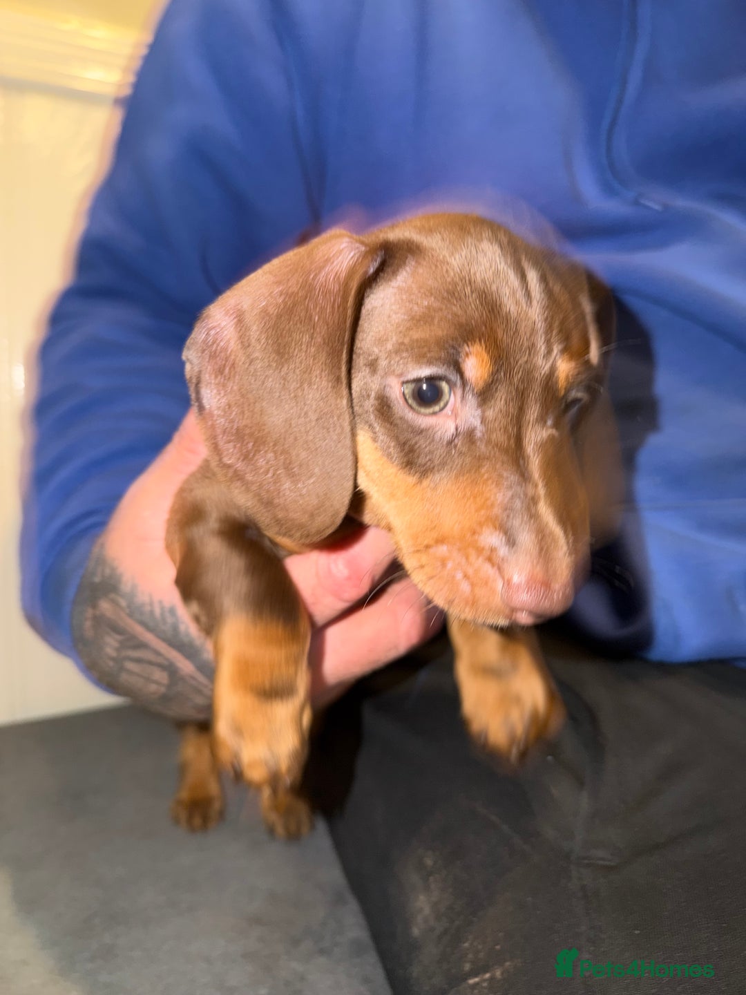 Miniature Dachshund dogs for sale: KC REGISTERED Miniature dachshund HEALTH TESTED   - Advert 8