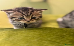Scottish Fold cats for sale: Scottish straights  - Image 28