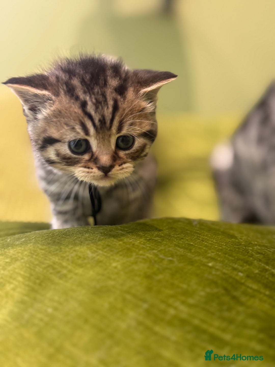 Scottish Fold cats for sale: Scottish straights  - Image 28