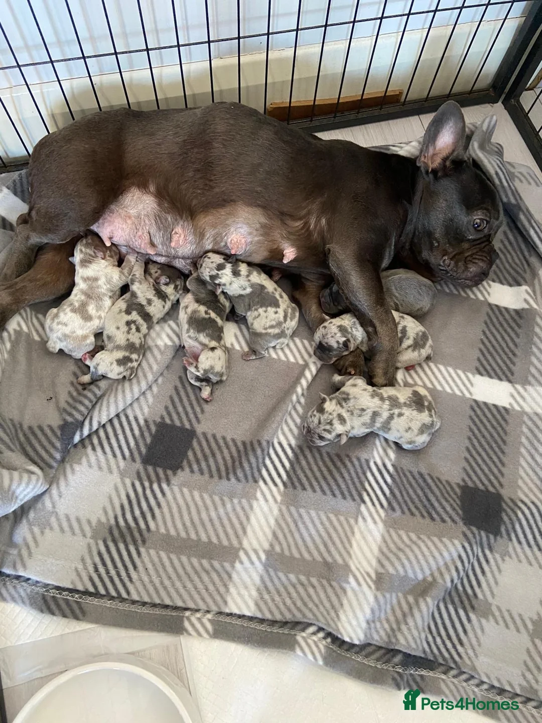 French Bulldog dogs for stud: Stunning blue merle 2year old stud - PROVEN in Lichfield - Advert 30