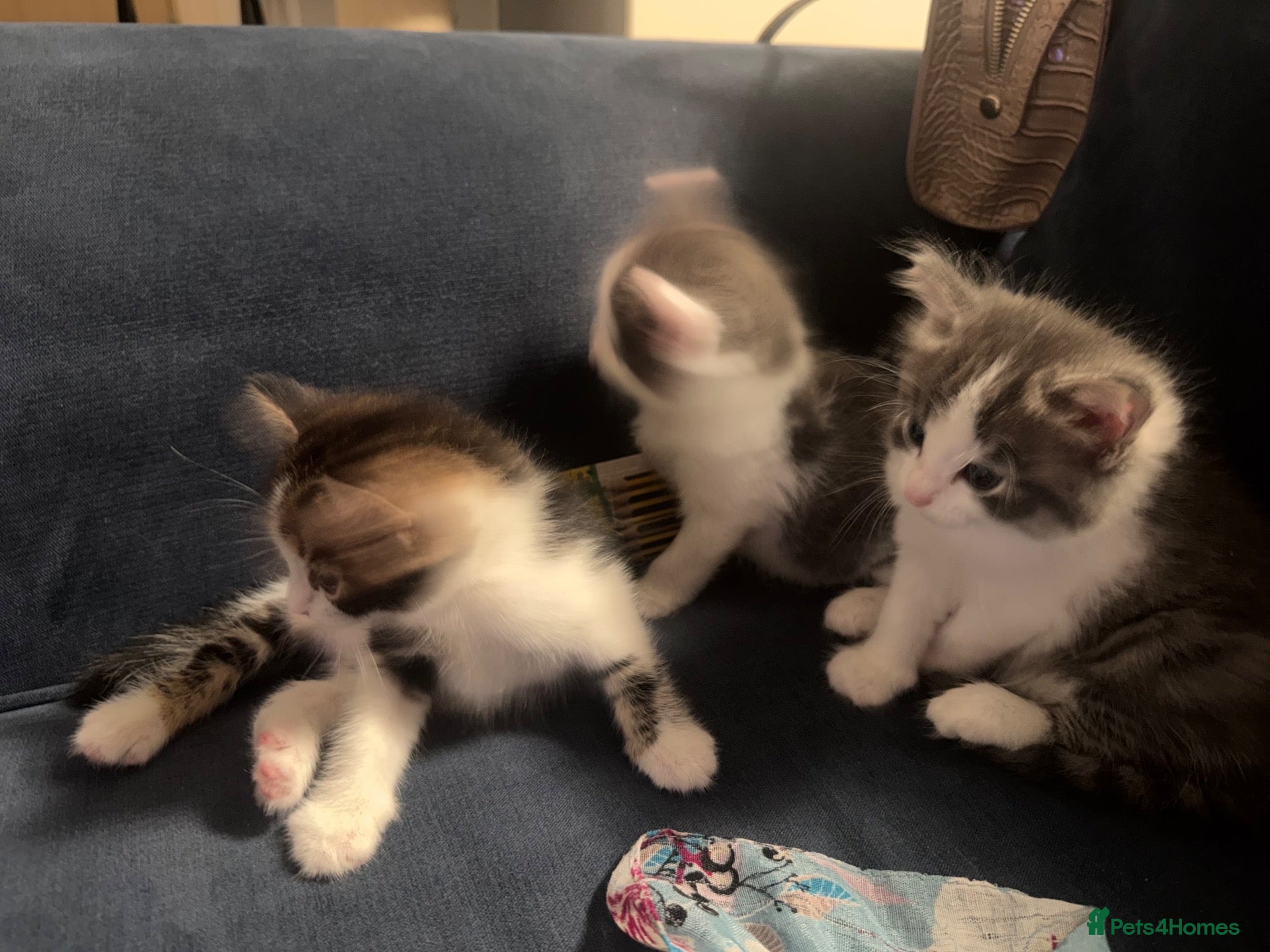 Mixed Breed cats Baby kitten - Advert 4
