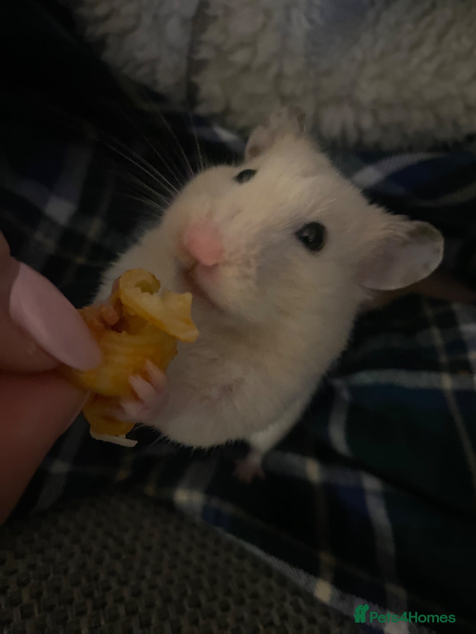 Hamster rodents Syrian Hamster  - Advert 8