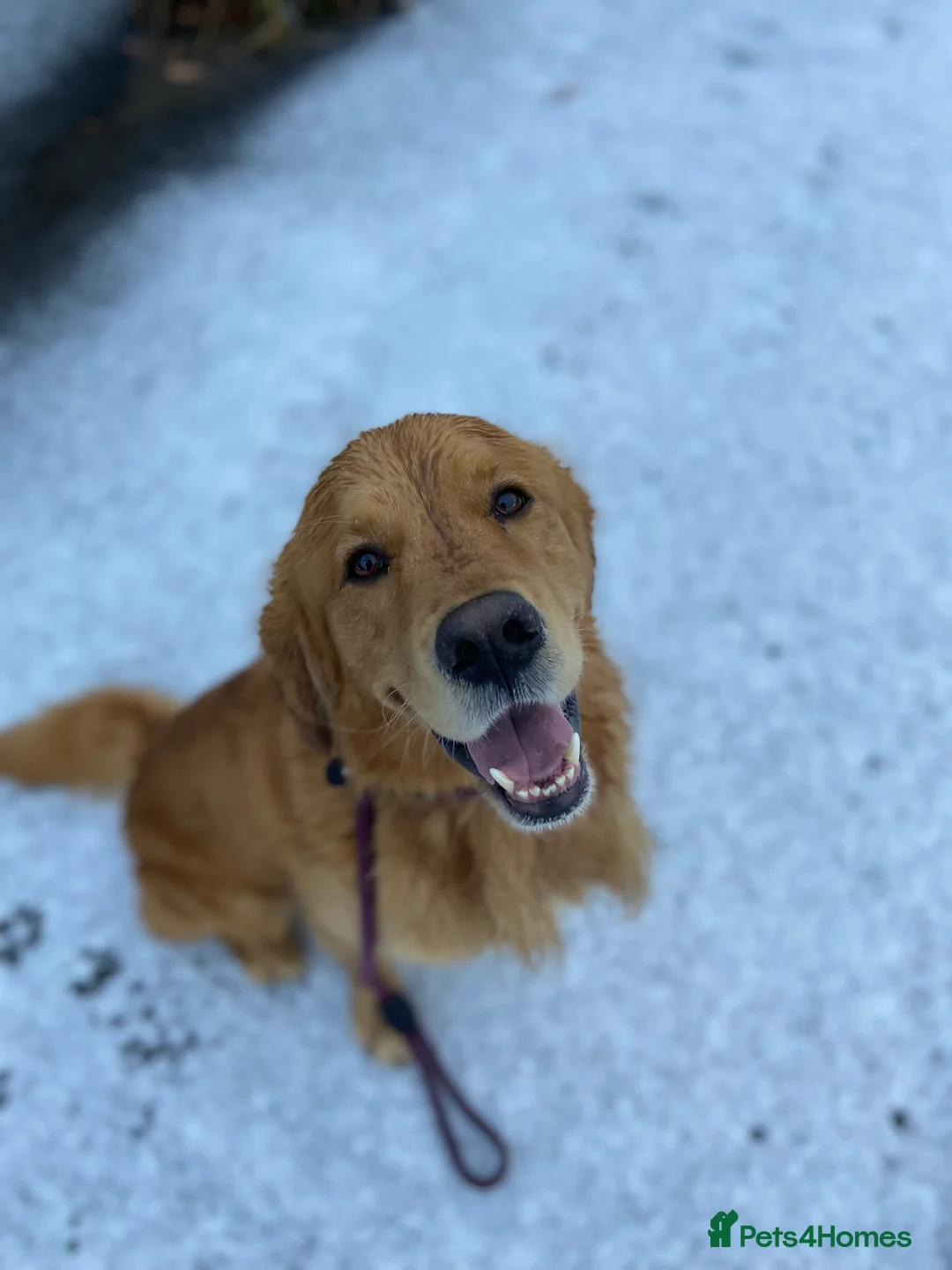 Golden Retriever dogs for stud: Health Tested Proven Golden Retriever Stud in Reading - Advert 3