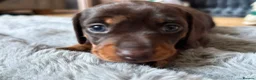 Miniature Dachshund dogs for sale: Two miniature dachshund  - Advert 5