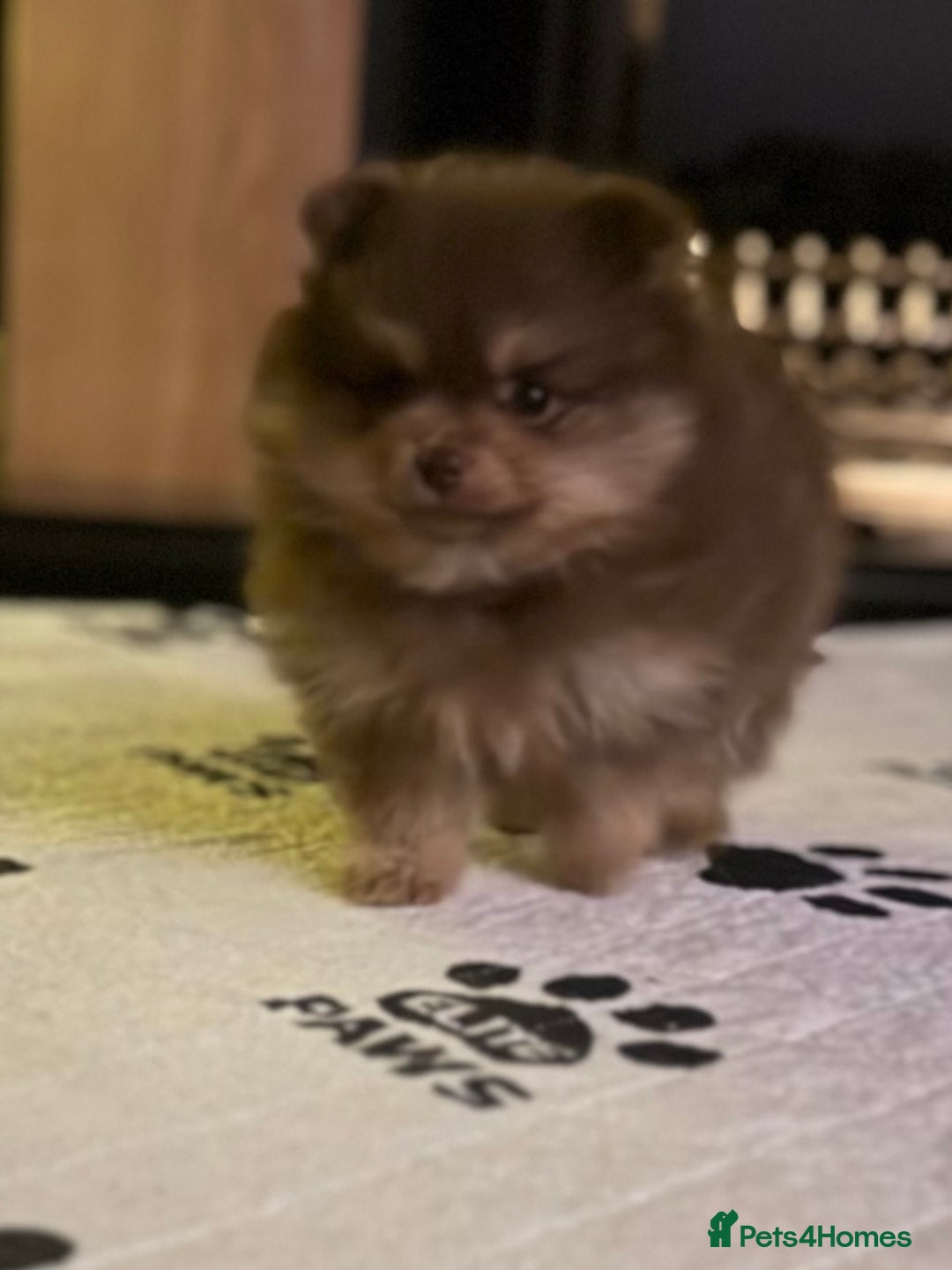 Pomeranian dogs for sale: 2 beautiful Pomeranian's left, boy/girl - Advert 7