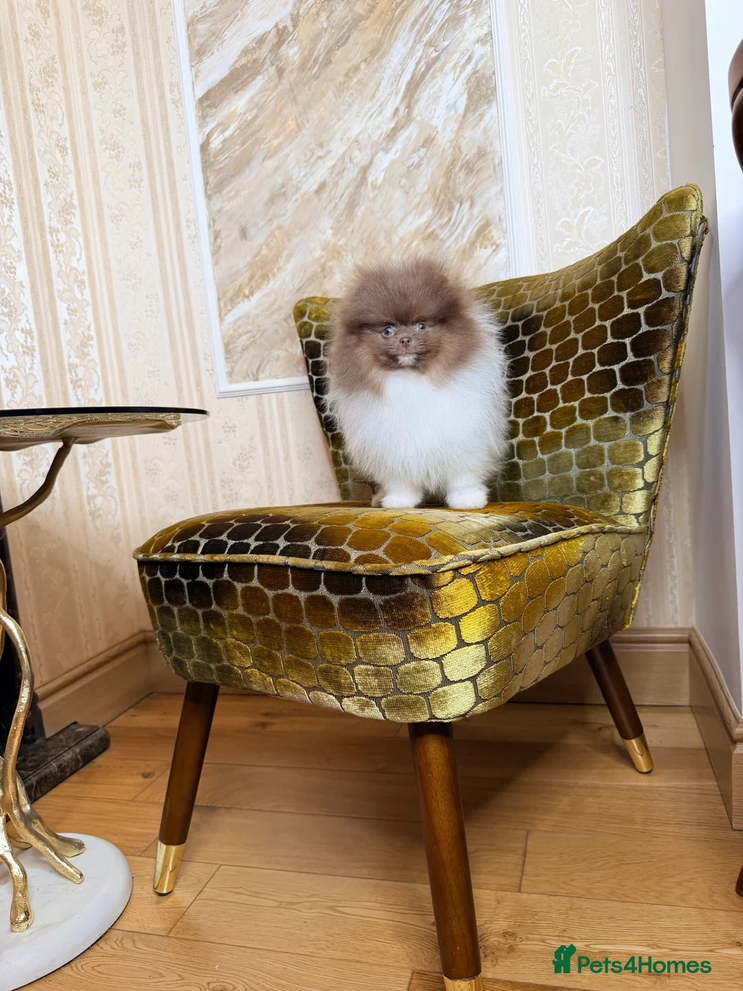 Pomeranian dogs for sale: Cute Pomeranian Boys and Girls  - Advert 5