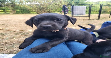 Labrador Retriever dogs in Much Wenlock - Advert 15