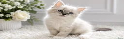 Ragdoll cats for sale: 👑Grand Champion Bloodlines Ragdoll Kittens👑 - Advert 1