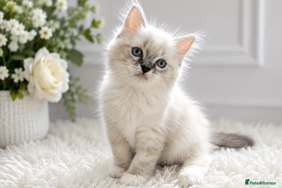 Ragdoll cats for sale: 👑Grand Champion Bloodlines Ragdoll Kittens👑 - Advert 1
