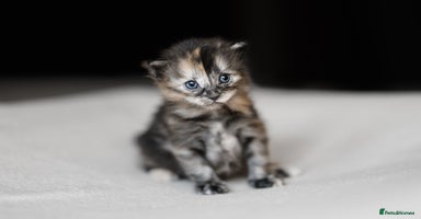 Siberian cats - Advert 6
