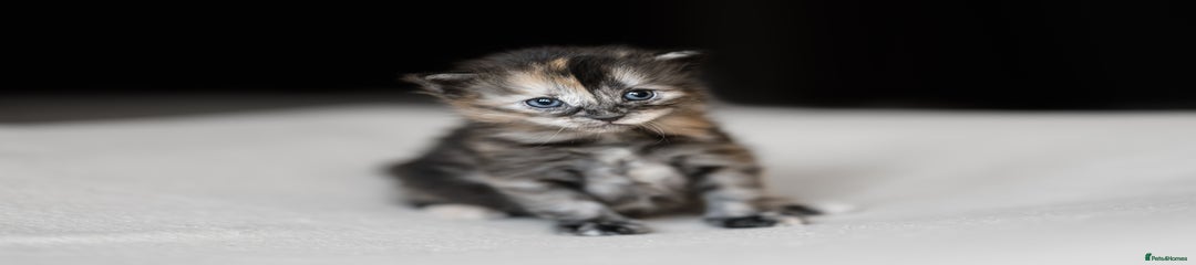 Siberian Kitten 2