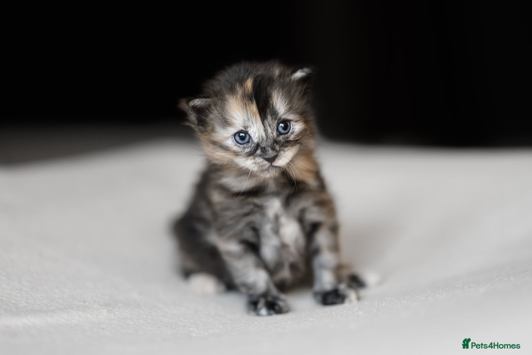 Siberian cats for sale: Traditional Siberian Kittens - 2 Girls Available - Image 3