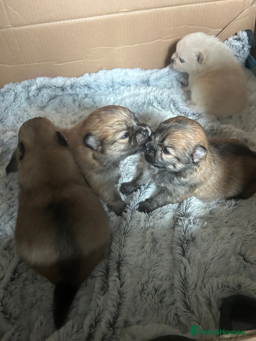 Pomeranian dogs for sale: 4 tiny teddy faced Pomeranian baby’s.  - Image 4