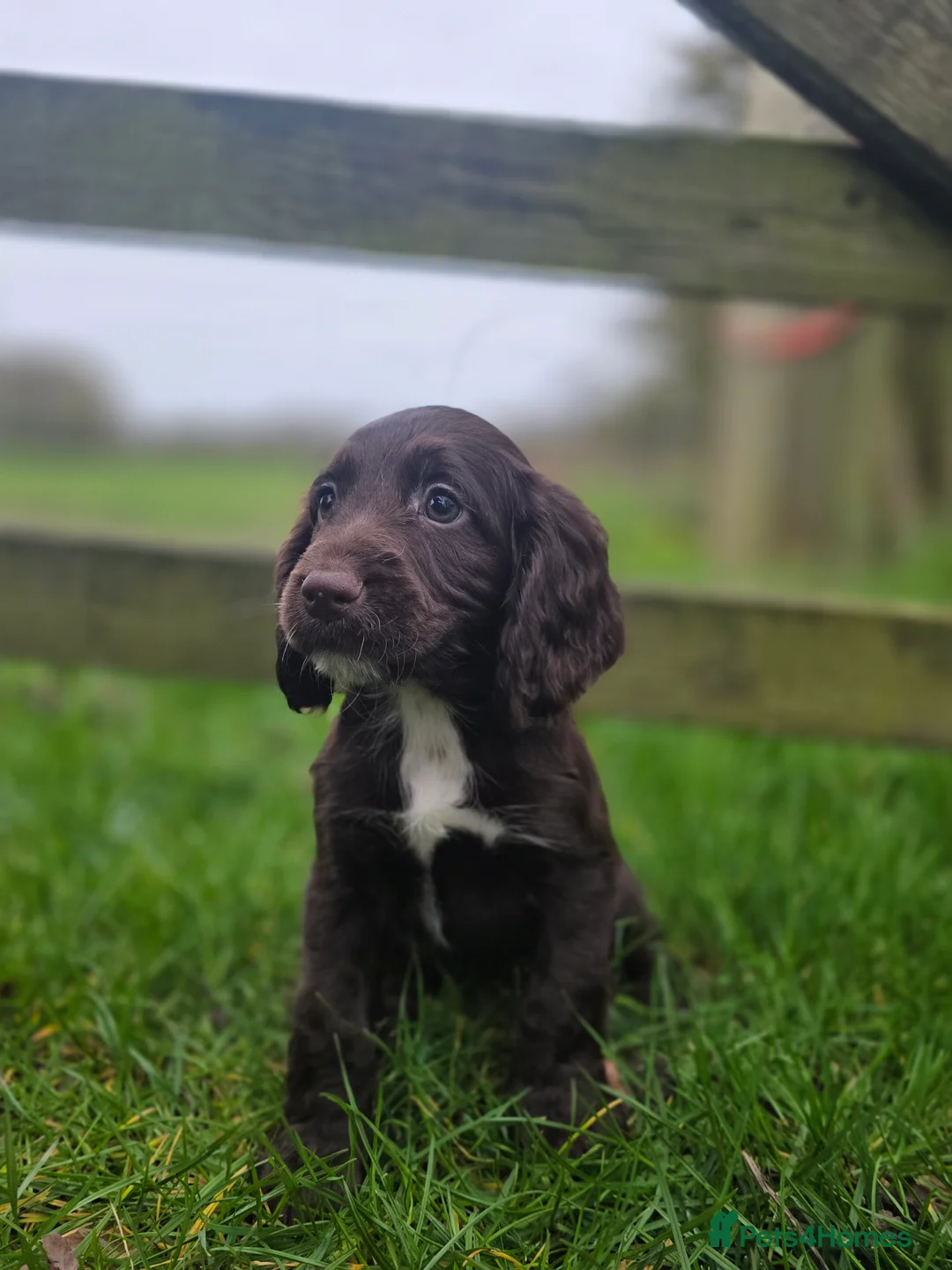 Cocker Spaniel dogs for sale: READY TO LEAVE NOW Working cocker spaniel puppies - Advert 1