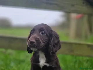 Cocker Spaniel dogs READY TO LEAVE NOW Working cocker spaniel puppies - Advert 15