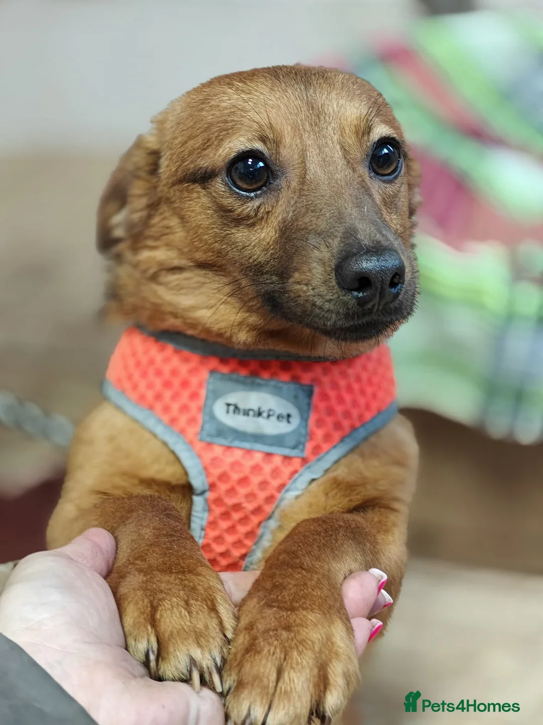 Mixed Breed dogs for adoption: ❤️🐶 PAULINA – GIVE HER A LITTLE TIME in Burton-on-Trent - Advert 2