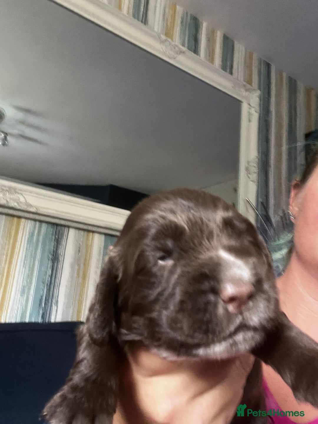 Sprocker dogs for sale: Beautiful Sprocker puppies  - Image 20