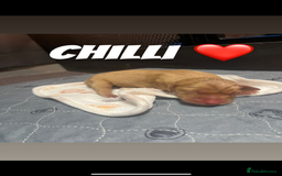 Labrador Retriever dogs for sale: Fox red Labrador puppies  - Image 10