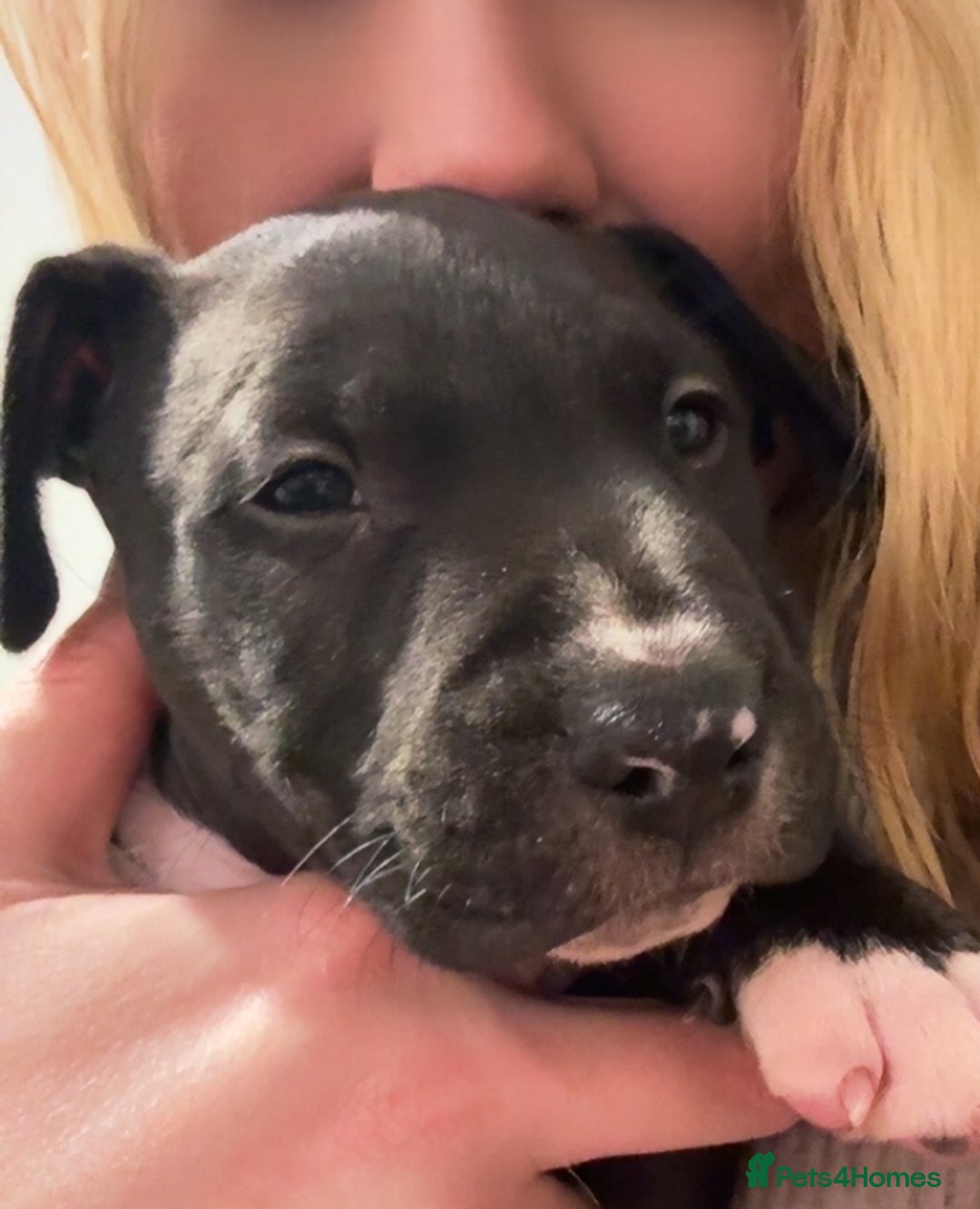 Mixed Breed dogs for sale: Black and white english bull terrier cross - Advert 9