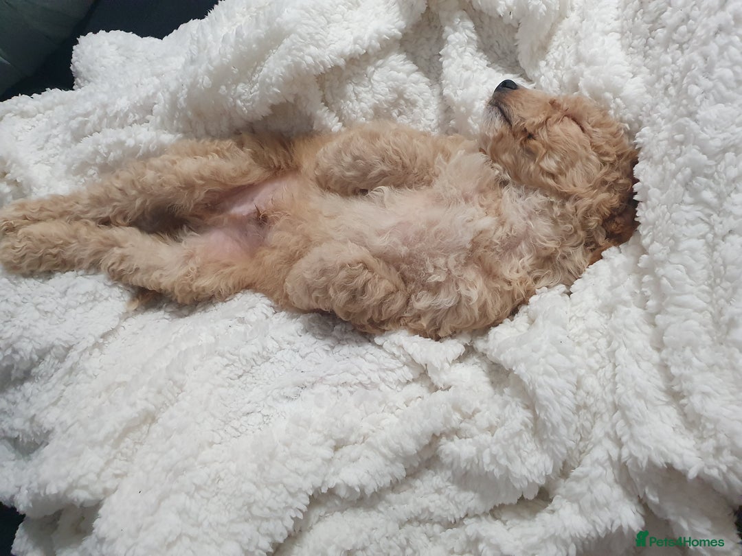 Cockapoo dogs for stud: Chaco - f1b cockapoo for stud - Image 7