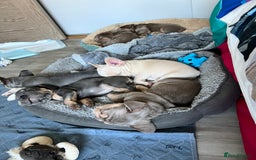 French Bulldog dogs for sale: Big Rope, Big Rope Fluffy & French Bullg - Advert 12