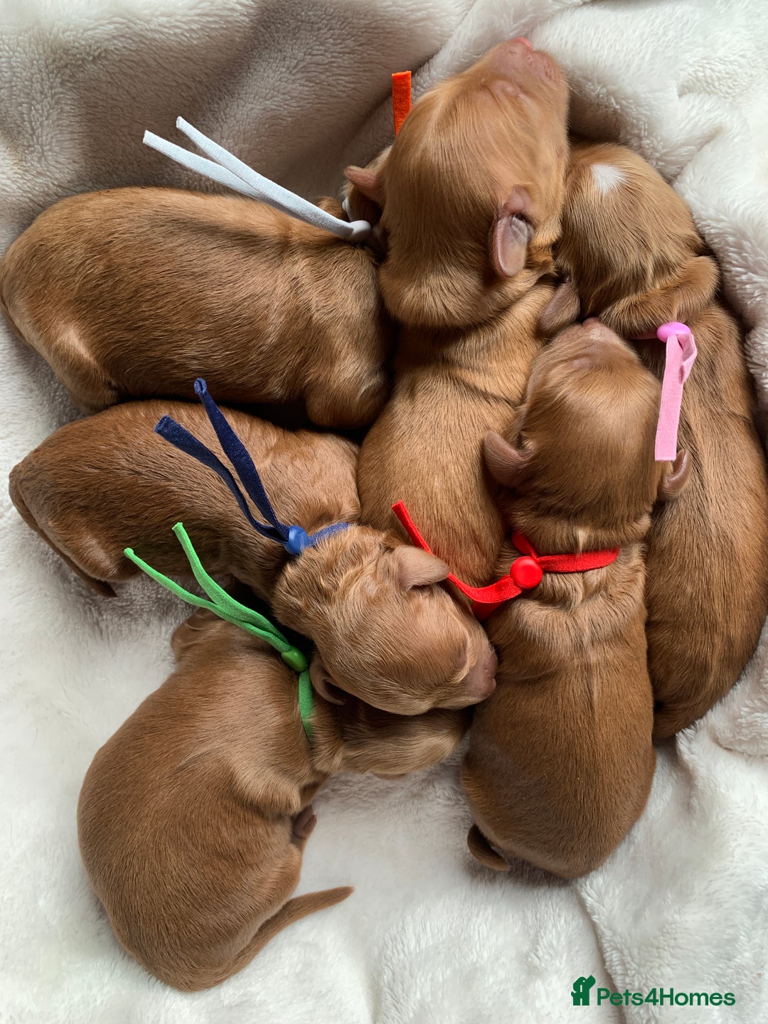 Cockapoo dogs for sale: 3 Stunning Dark Red Cockapoo Puppies - Image 1