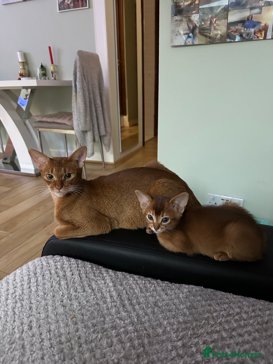 Abyssinian cats for sale: Pedigree Abyssinian kittens  - Advert 4