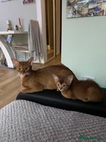 Abyssinian cats Pedigree Abyssinian kittens - Advert 1