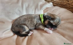 Lhasa Apso dogs for sale: Pure bred Lhasa Apso puppies  - Image 7