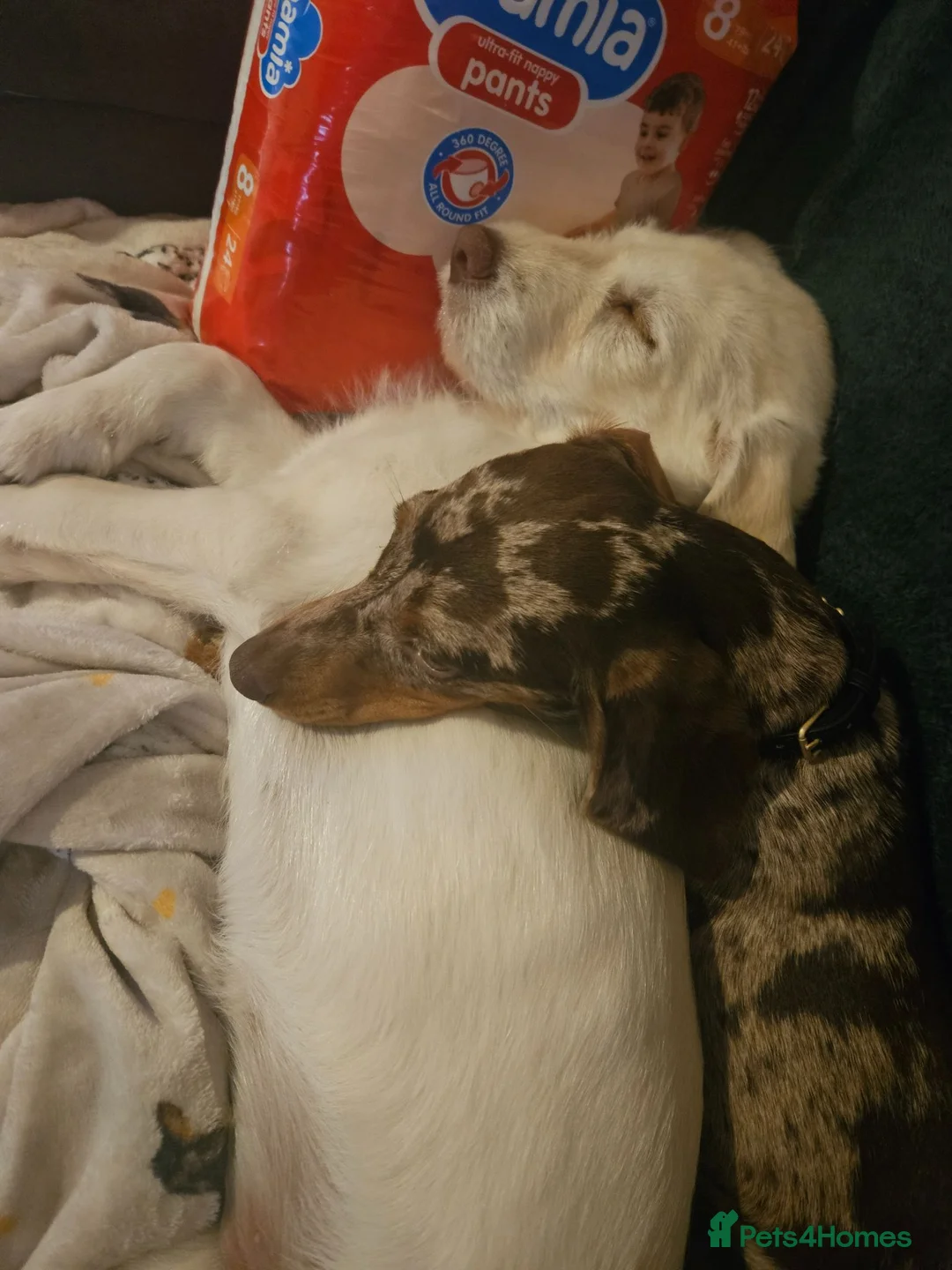 Labradoodle dogs for sale: Labradoodle 4 months old  - Advert 2