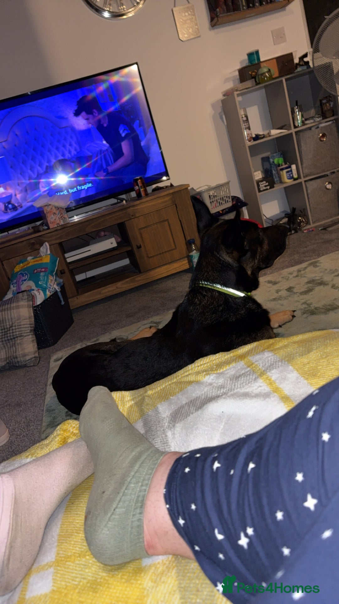 Mixed Breed dogs for sale: Rex - German Shepard Rhodesian ridge back - Image 3