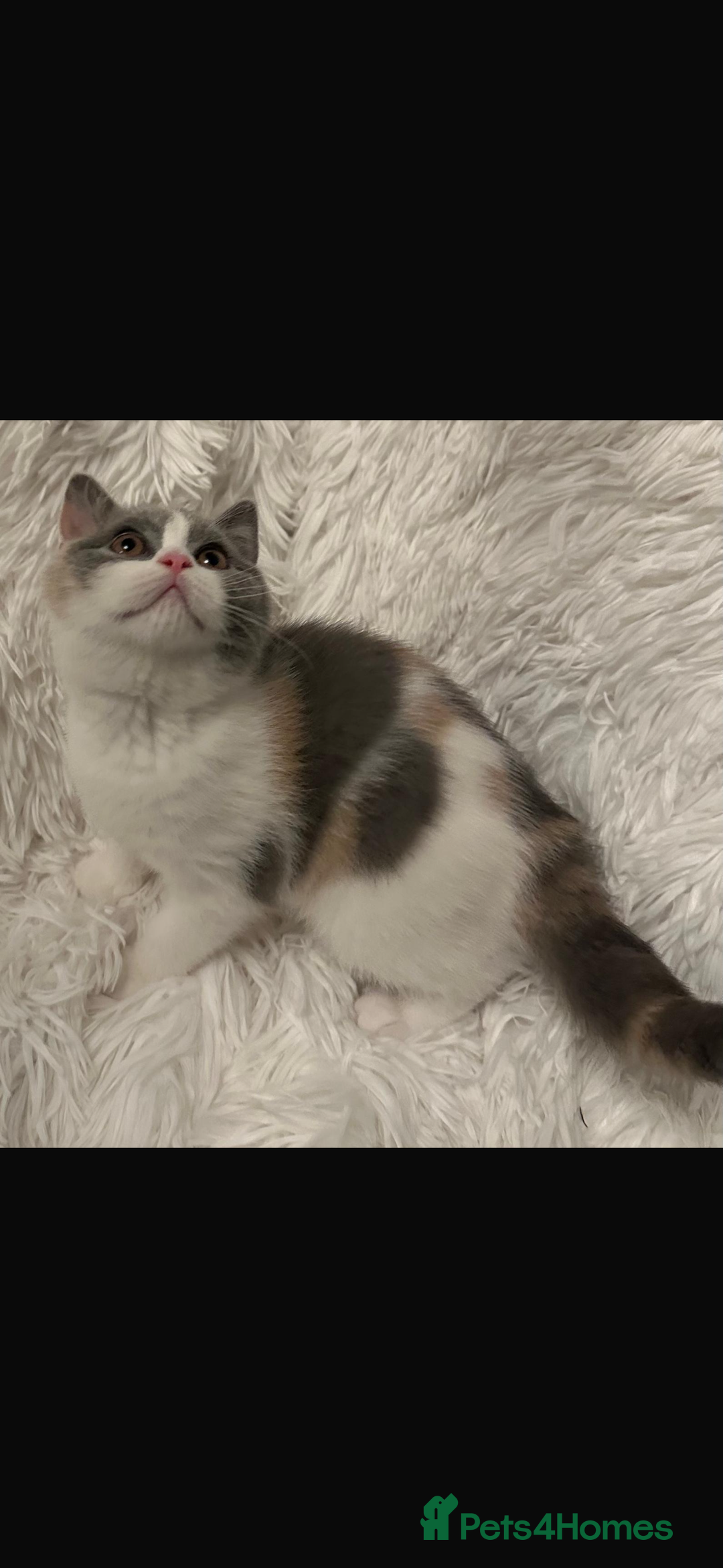 British Shorthair cats for sale: 1 left Ready NOW GCCF BSH kittens  - Advert 23