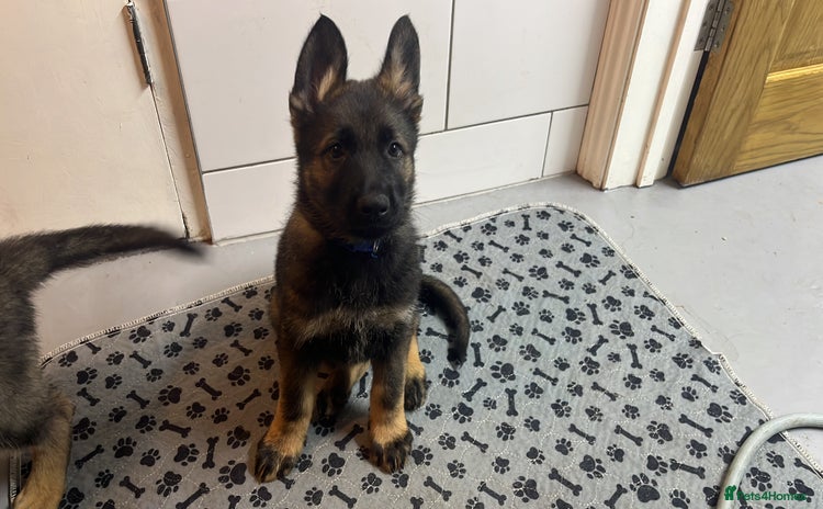 German Shepherd dogs One dark sable male Ready now - Advert 1