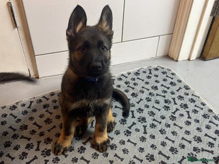 German Shepherd dogs One dark sable male Ready now - Advert 1