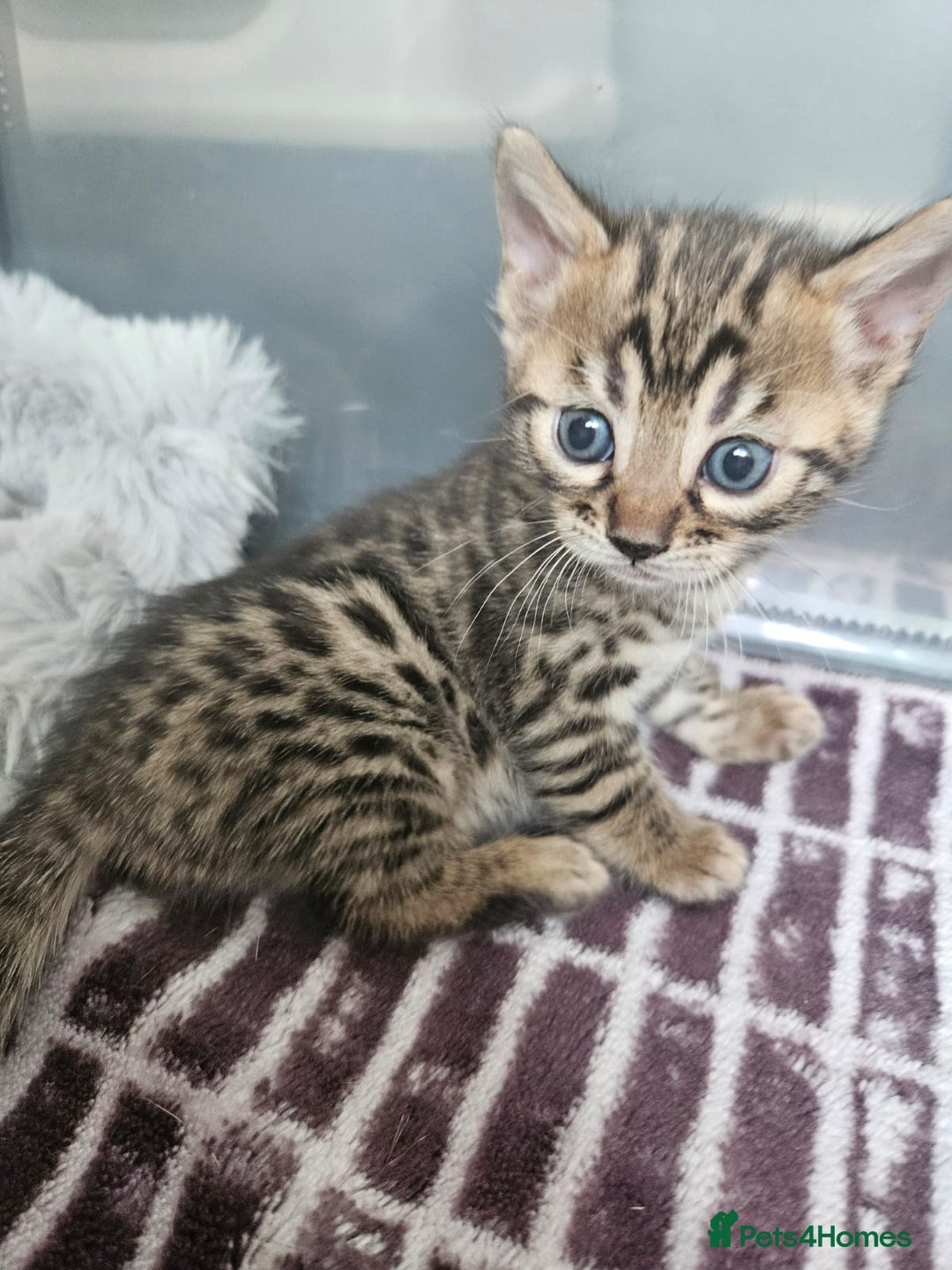 Bengal cats for sale: Lovely bengal kittens(Tica reg.)😍 - Image 17