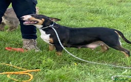 English Bull Terrier dogs for sale: Beautiful girl - Image 16