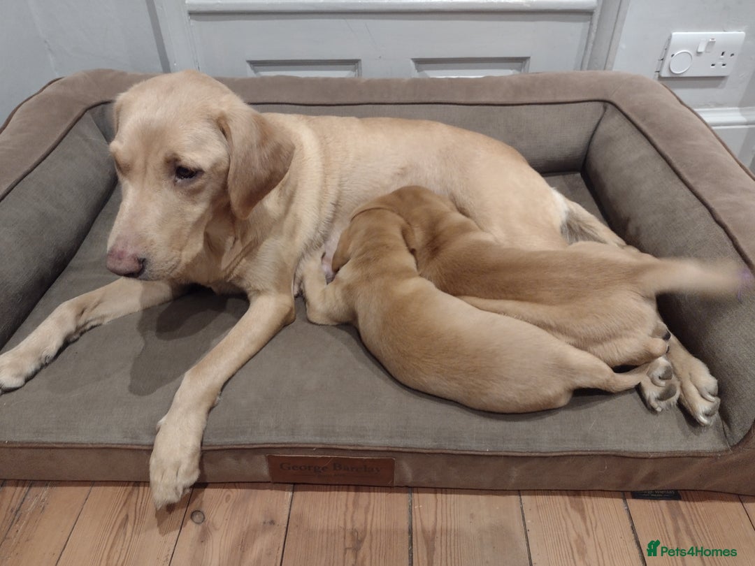 Labrador Retriever dogs for sale: Beautiful Fox Red Labrador  - Advert 1