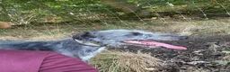 Lurcher dogs for stud: Firstcross Bedlington whippet  - Advert 6