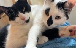 Domestic Shorthair cats for sale: Female and male cat - Image 1