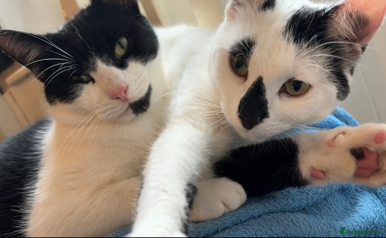 Domestic Shorthair cats - Advert 5